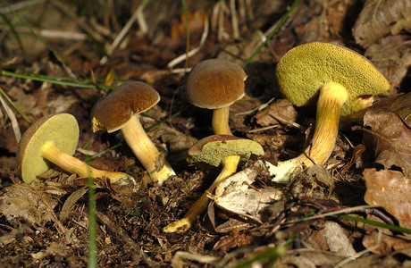 Eichenfilzröhrling (Boletus declivitatum) - © Heinz Prelicz